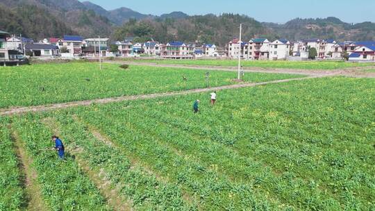 航拍农民劳作油菜花田