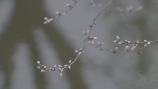 水面的桃花花苞特写LOG