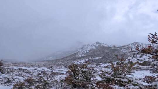 冰河雪木