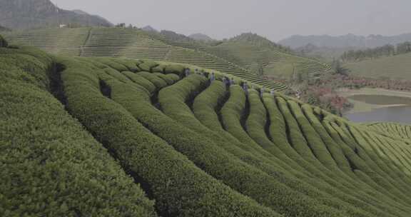 茶山 茶园 采茶