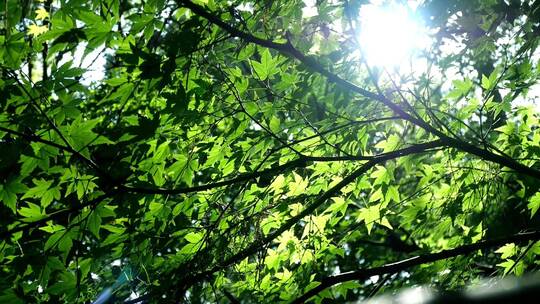 绿色植物树叶树荫光影阳光绿光