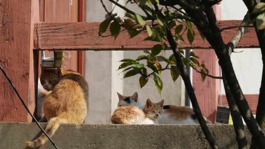 春天公园里可爱的猫咪流浪猫