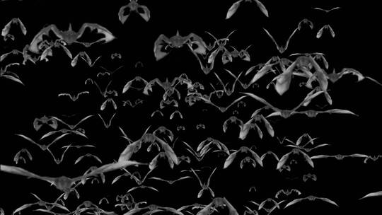 【原创带通道】密密麻麻的蝙蝠群飞行视频素材模板下载
