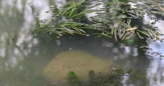 宁静湖面水草