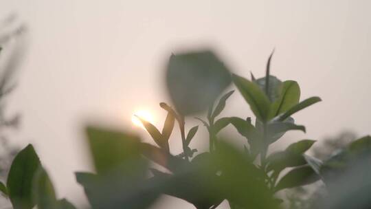 唯美阳光透过茶园茶叶茶山手摘茶叶老树茶