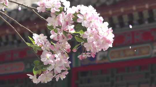 4K古建宫殿西府海棠花花瓣雨视频素材模板下载