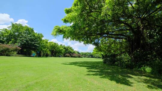 夏天蓝天白云阳光草坪草地绿地树林森林公园