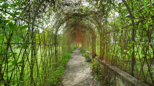 藤蔓植物拱门隧道