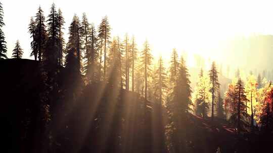 阳光透过山上常绿森林