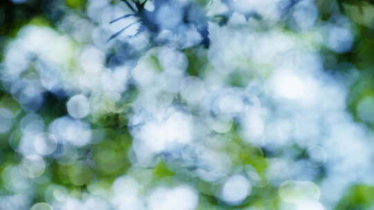 双重曝光树叶光影树荫自然清新夏天小暑夏至