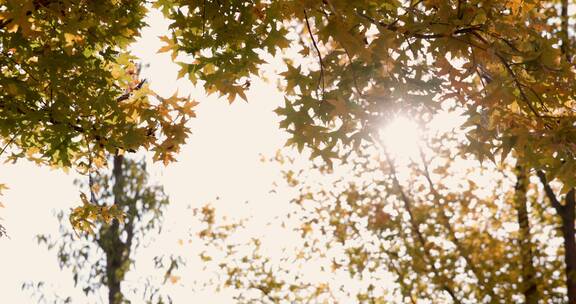 逆光下秋天金黄色树叶透出光芒