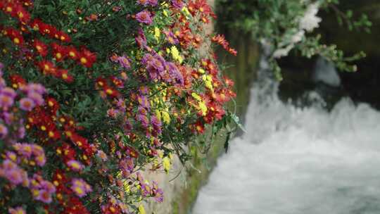 丽江古城溪水边的花朵