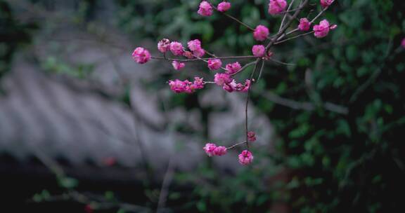 盛开的梅花花朵生机勃勃