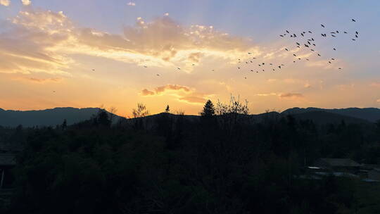 夕阳晚霞中翱翔的白鹭群