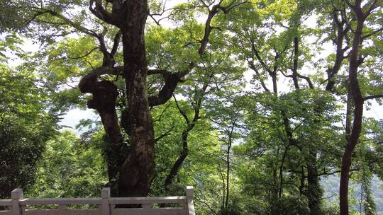 夏天郴州苏仙岭山顶建筑风光2视频素材模板下载