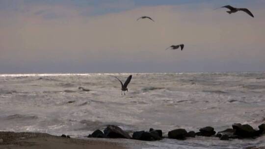 海鸥在海面上飞行
