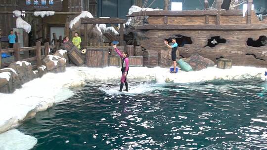 海洋馆海洋公园海豚表演视频素材模板下载