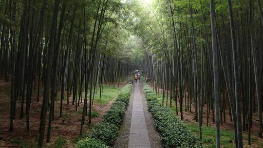 航拍浙江桐庐大奇山竹林