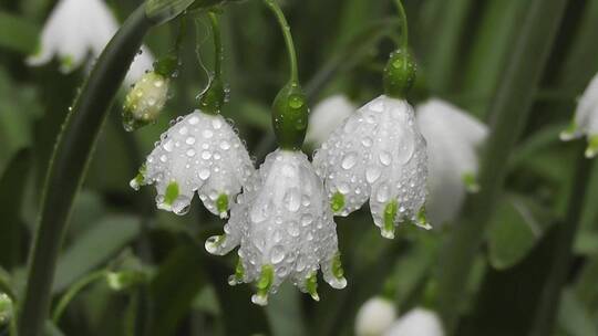 雨后的花朵充满露珠