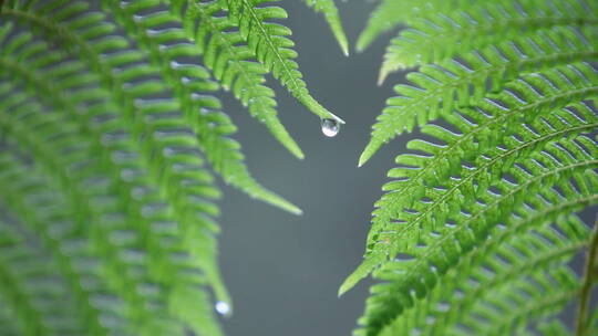 蕨类植物淋雨特写镜头视频素材模板下载