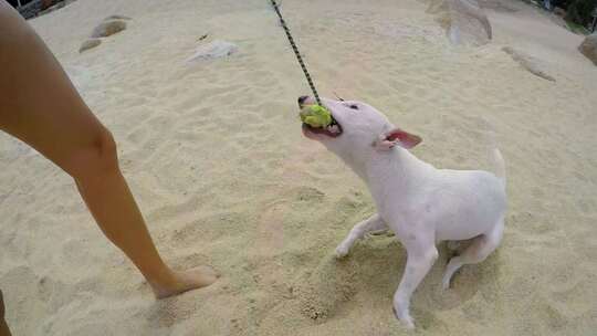 在沙滩上玩狗