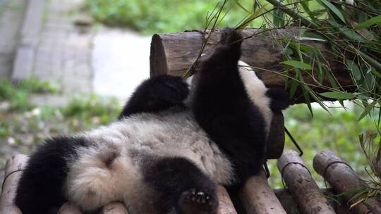 熊猫躺着吃竹子