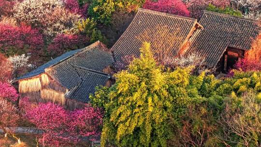 西溪湿地梅花航拍