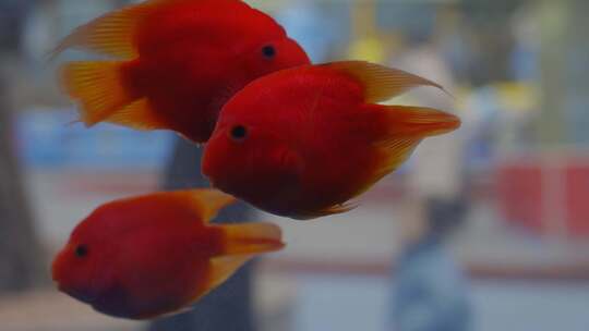 2024广州动物园游览金鱼水族馆
