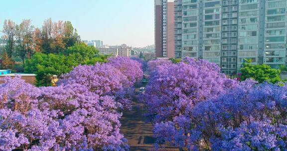 昆明蓝花楹航拍