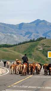 新疆伊犁伊昭公路放牛的牧民