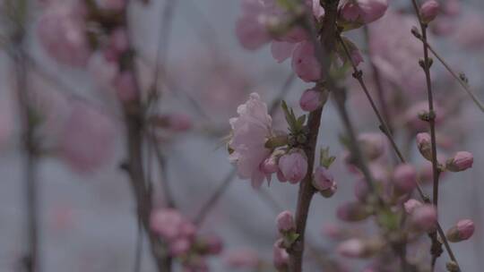 蜜蜂桃花采蜜慢镜头升格LOG