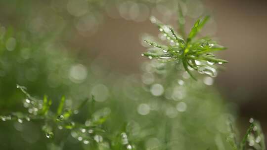 绿色唯美春天雨滴露珠升格微距视频素材模板下载