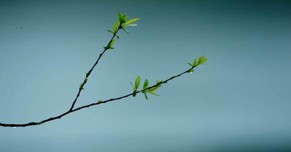 4k春天嫩芽下雨植物生长发芽新芽春分立春