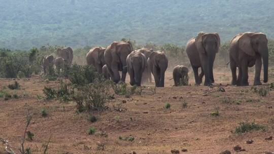 一群行走在稀树大草原上的非洲象