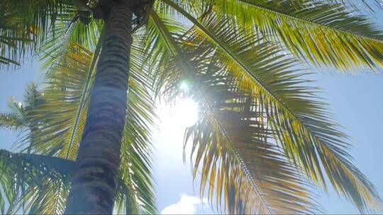 棕榈树间的阳光视频素材模板下载