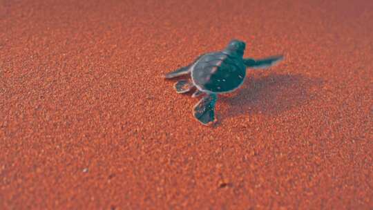 沙滩上快乐飞奔的海龟