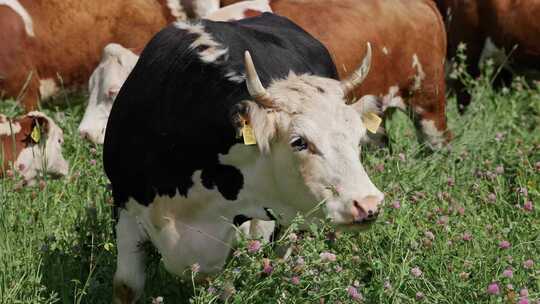 三叶草田有机放牧的农村奶牛和小牛的奶牛场视频素材模板下载