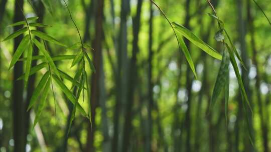 竹林 竹子 竹叶