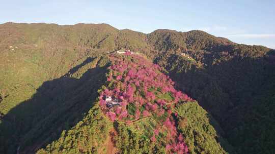 云南大理无量山樱花谷日出冬樱花和茶园航拍