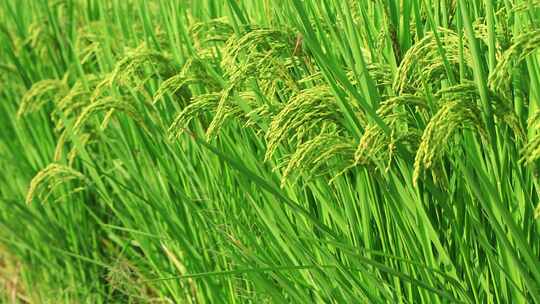 水稻生长过程水稻麦穗  绿色特写慢镜头素材
