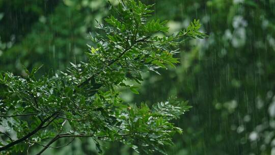 夏天雨景森林