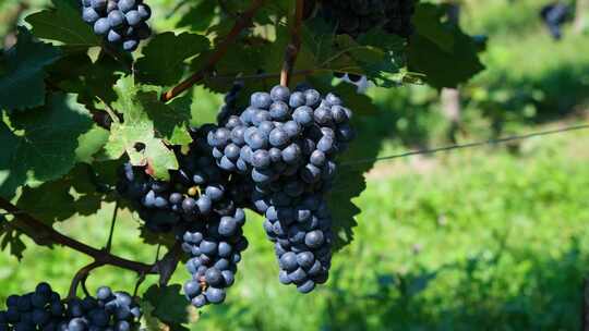 葡萄酒庄的葡萄园葡萄架上的成熟紫葡萄