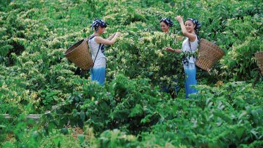 女子田间采摘金银花场景