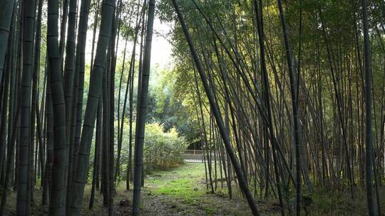 杭州西湖景区植物园