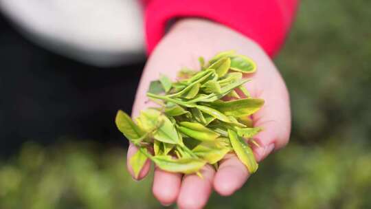 采茶 绿茶 茶叶 茶园