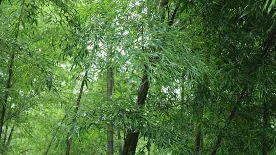 下雨天竹林景观特写，竹节挺拔竹叶繁茂