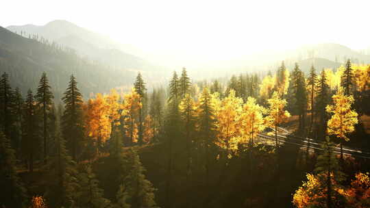 一个充满了许多被黄叶覆盖的树木的森林