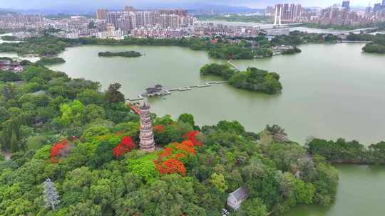 惠州西湖凤凰花10