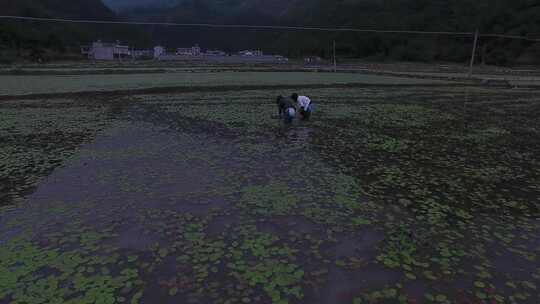 雷波马湖莼菜