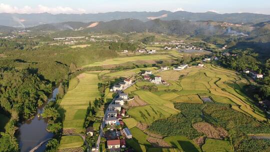 美丽乡村秋收金黄稻田航拍